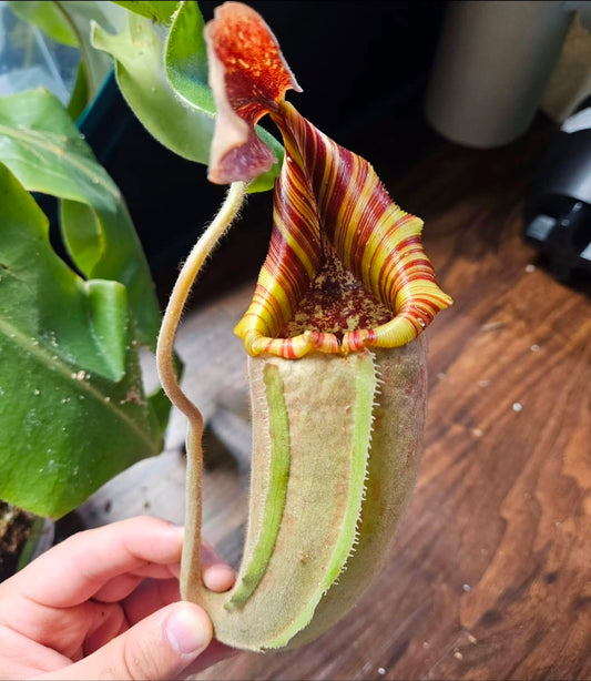 N. (LVB x VMV) x (mollis x veitchii)