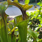 S. 'Saurus' x 'Adrian Slack'