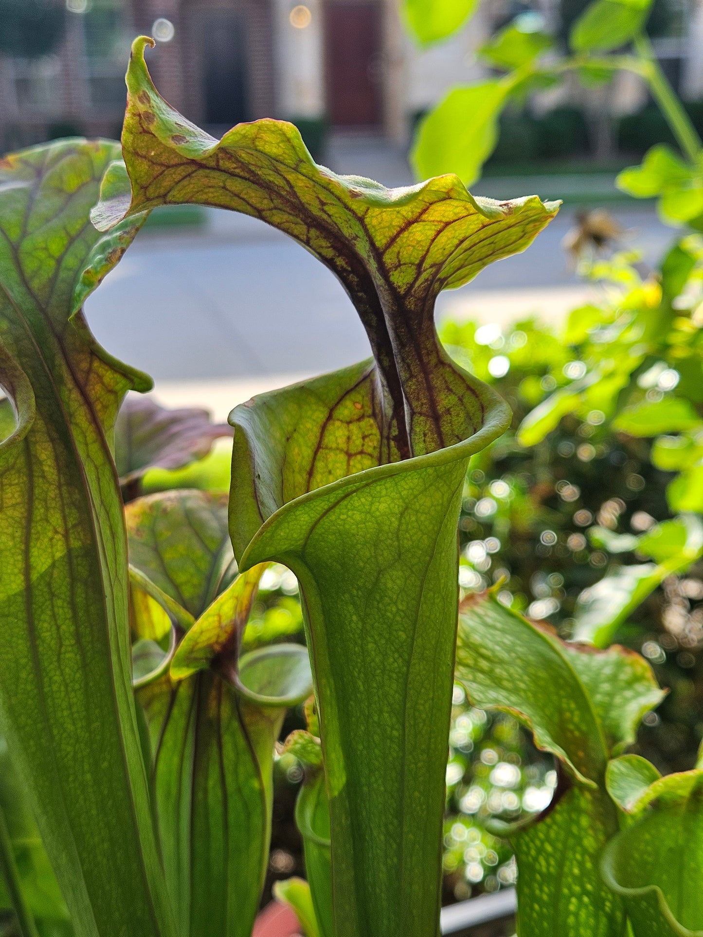 S. 'Saurus' x 'Adrian Slack'