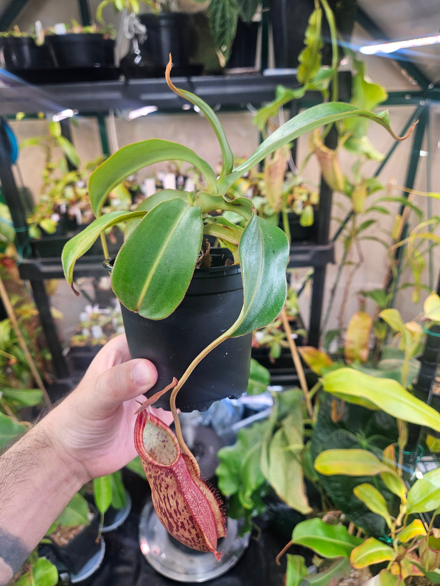 N. spectabilis x ventricosa