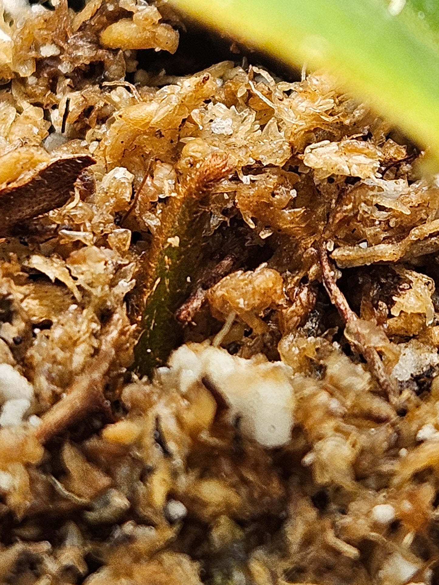 N. LVB x veitchii 'Candy Dreams'