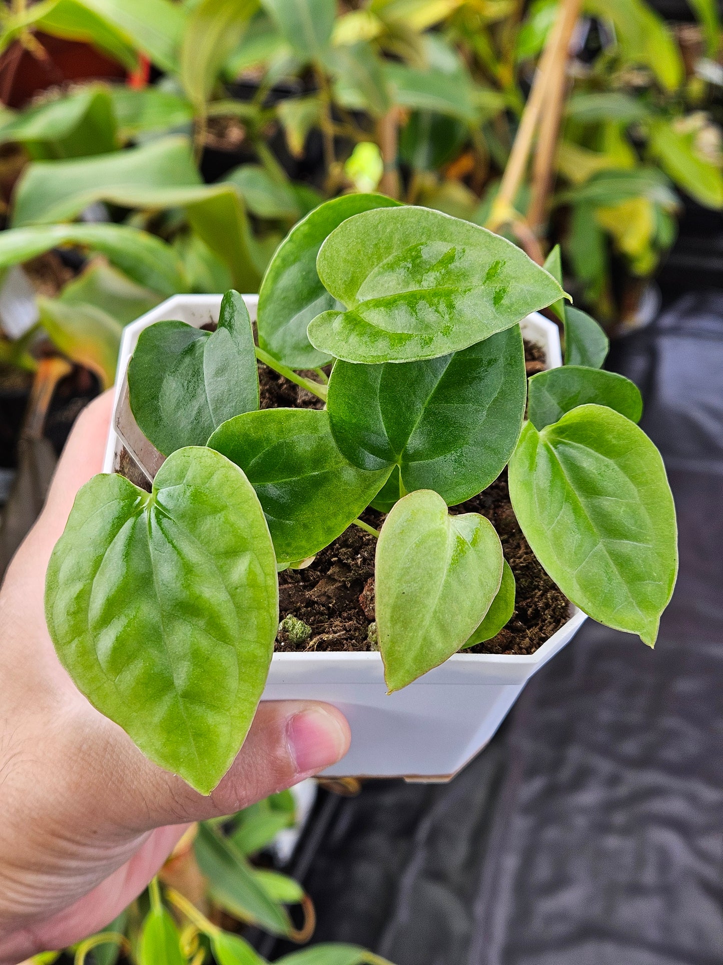 Anthurium (crystallinum x magnificum) x luxurians