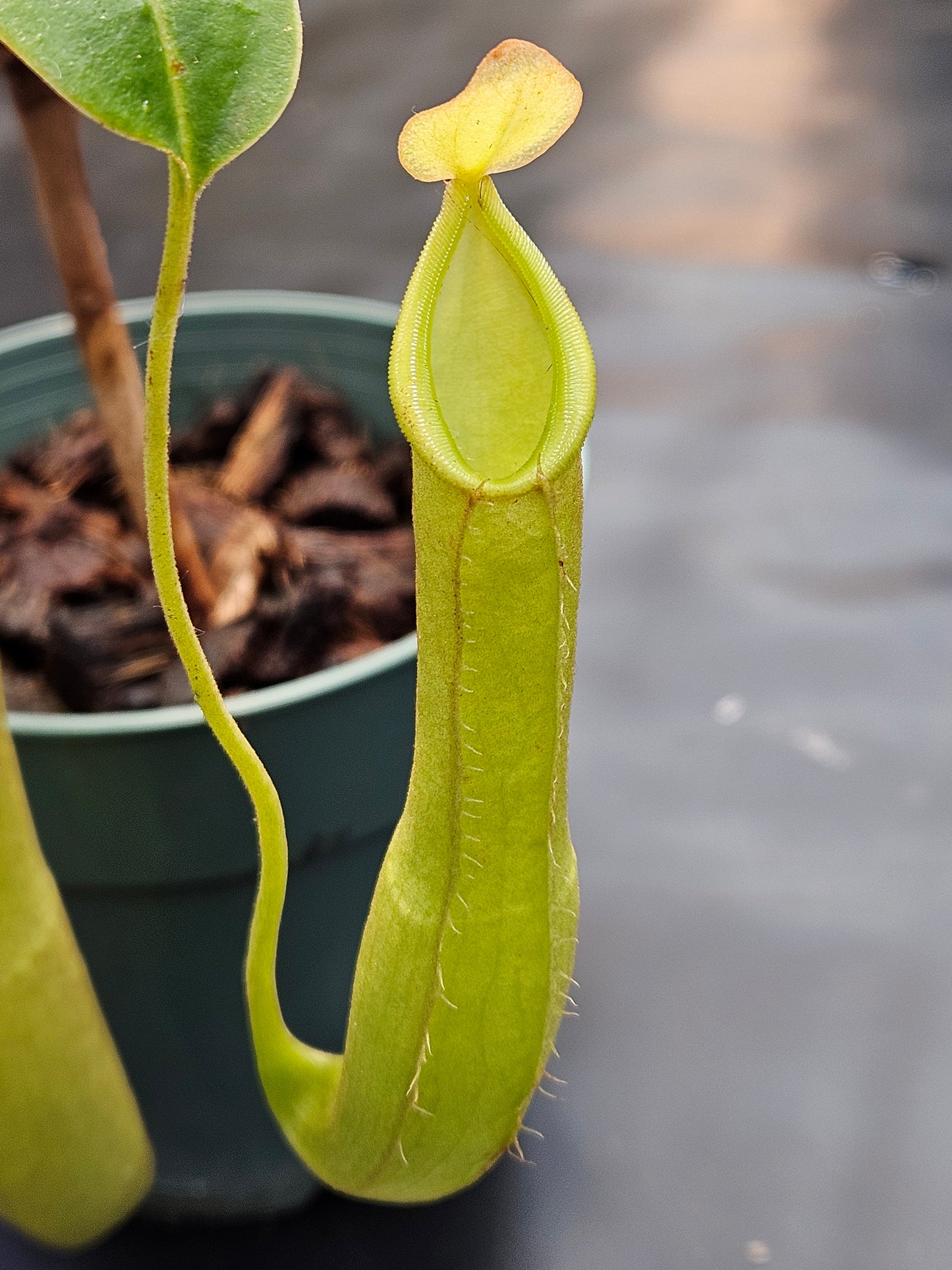 N. truncata x tentaculata EP