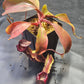 N. boschiana x 'Leviathan'