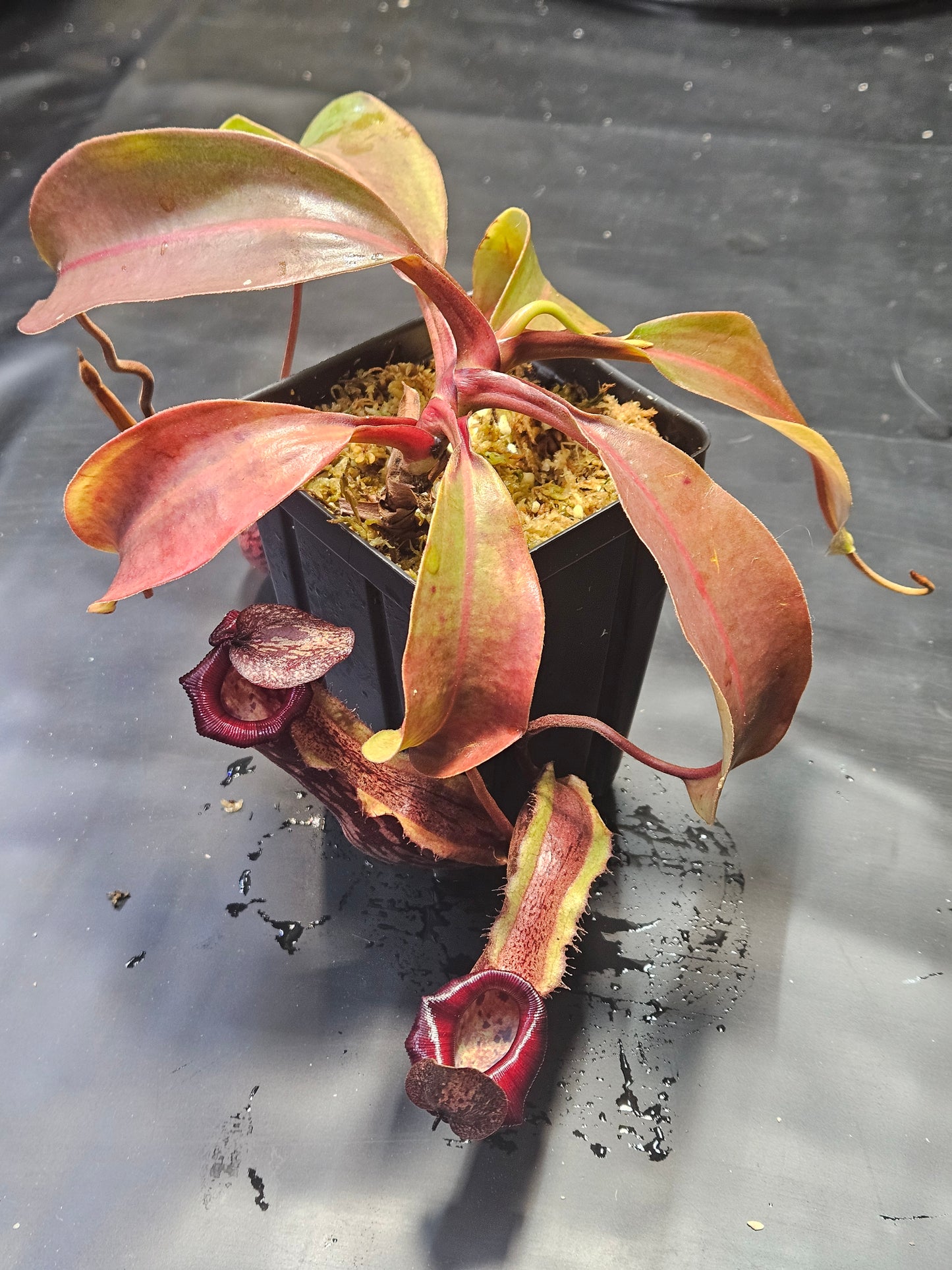 N. boschiana x 'Leviathan'