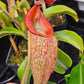 N. talangensis x zakriana XXL