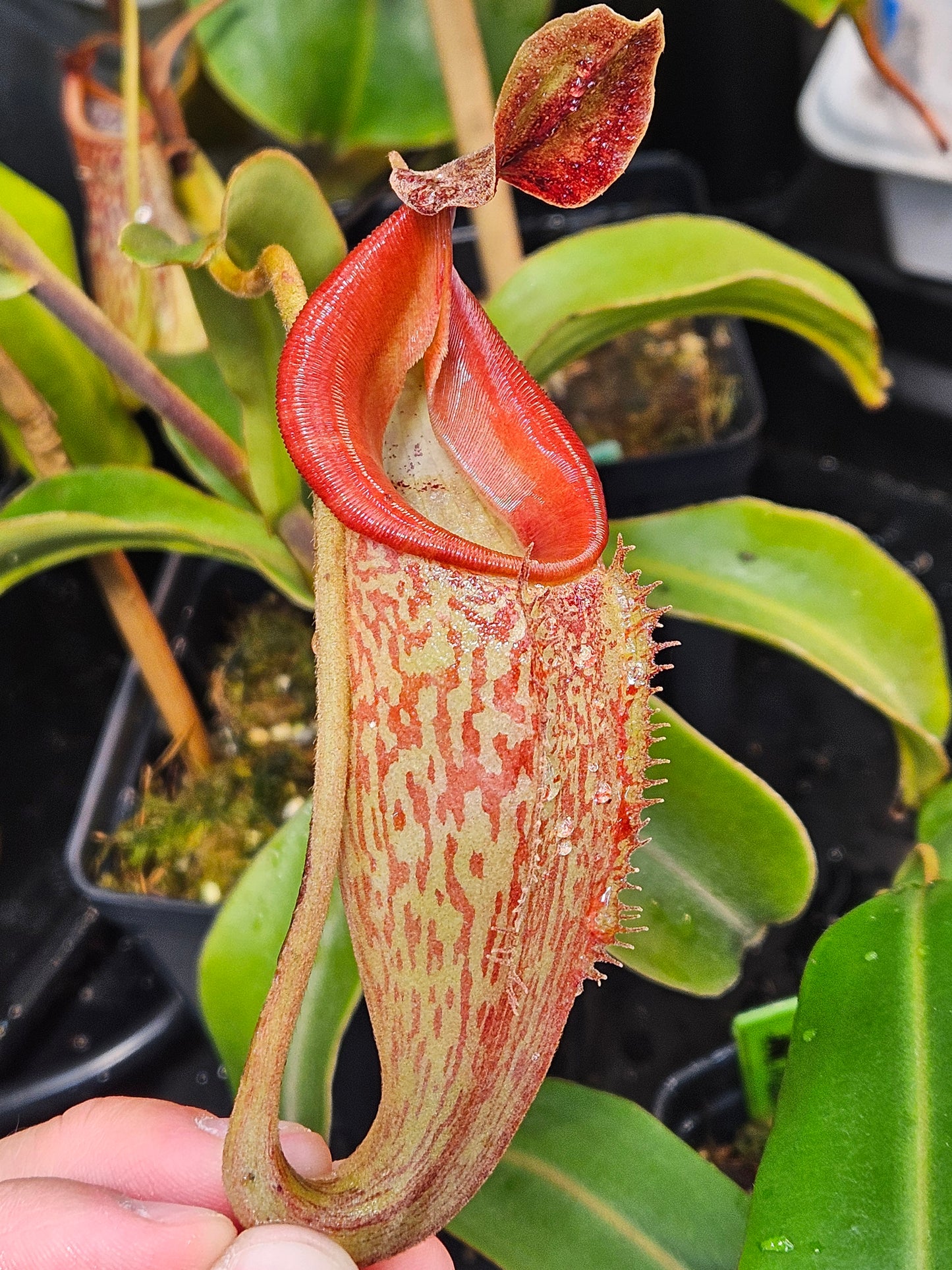 N. talangensis x zakriana XXL