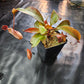N. peltata x MSLRV