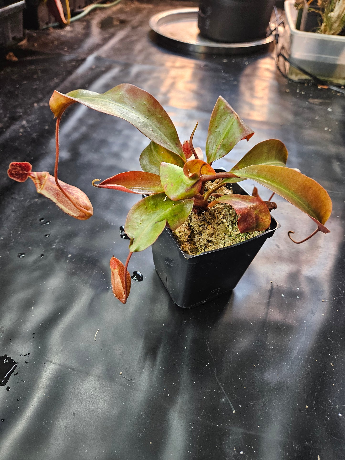 N. peltata x MSLRV