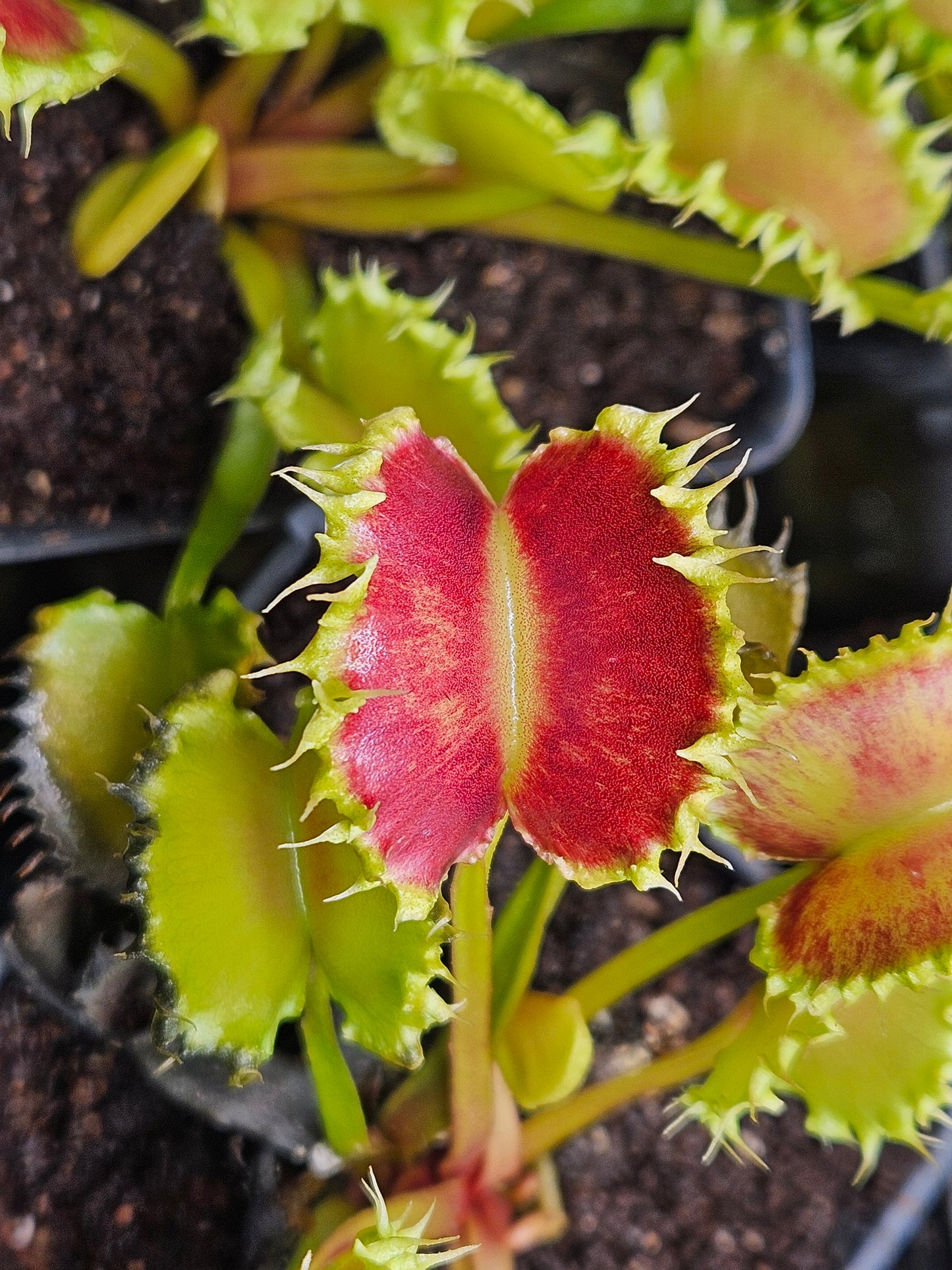Dionaea m. 'Chinese Dumpling'