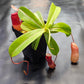 N. ventricosa (sibuyanensis x ventricosa)