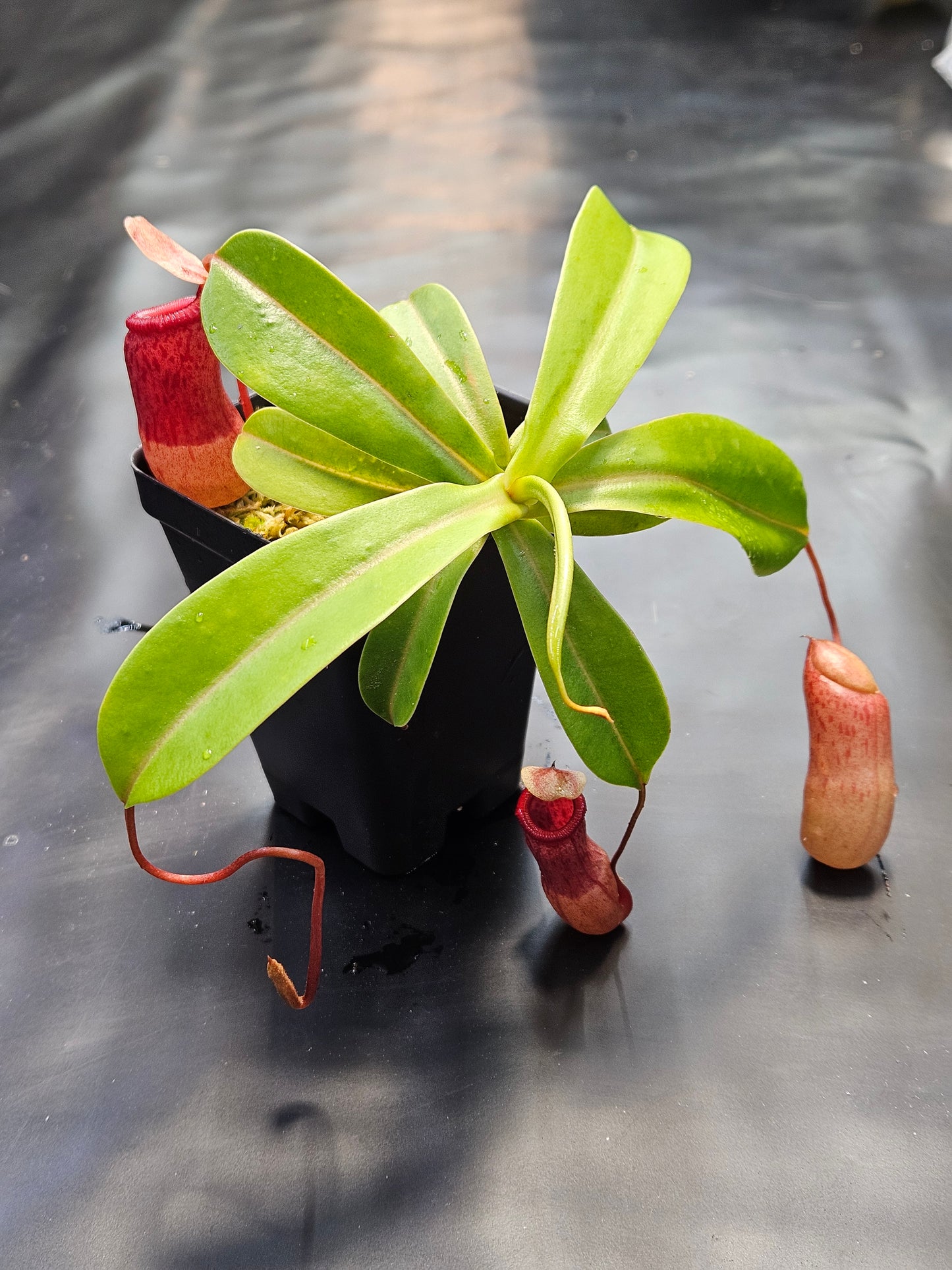 N. ventricosa (sibuyanensis x ventricosa)