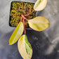 Philodendron 'Strawberry Shake' Hi-Color
