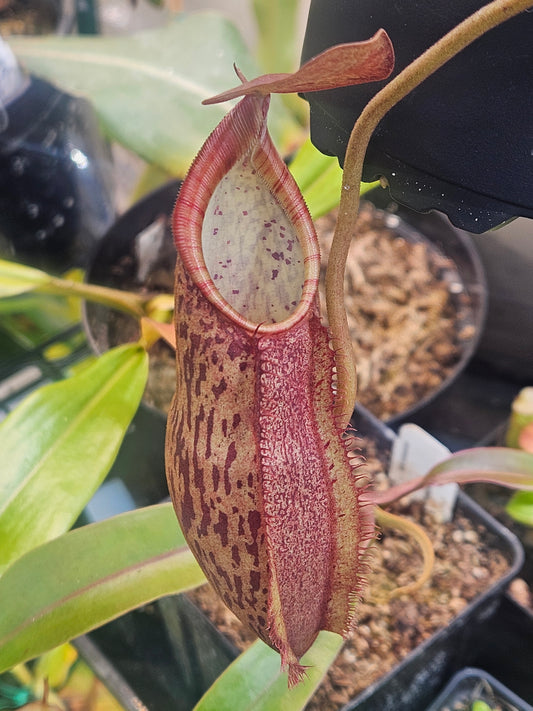 N. spectabilis x ventricosa