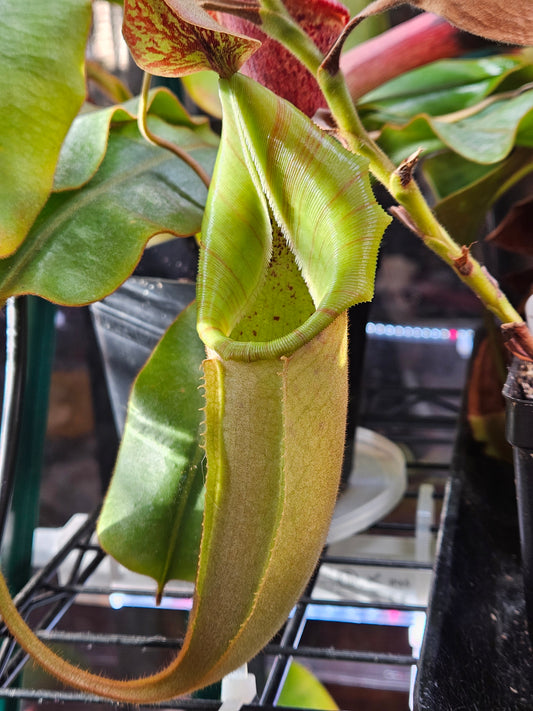 N. veitchii (Lowland x Highland) *