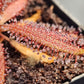 D. adelae