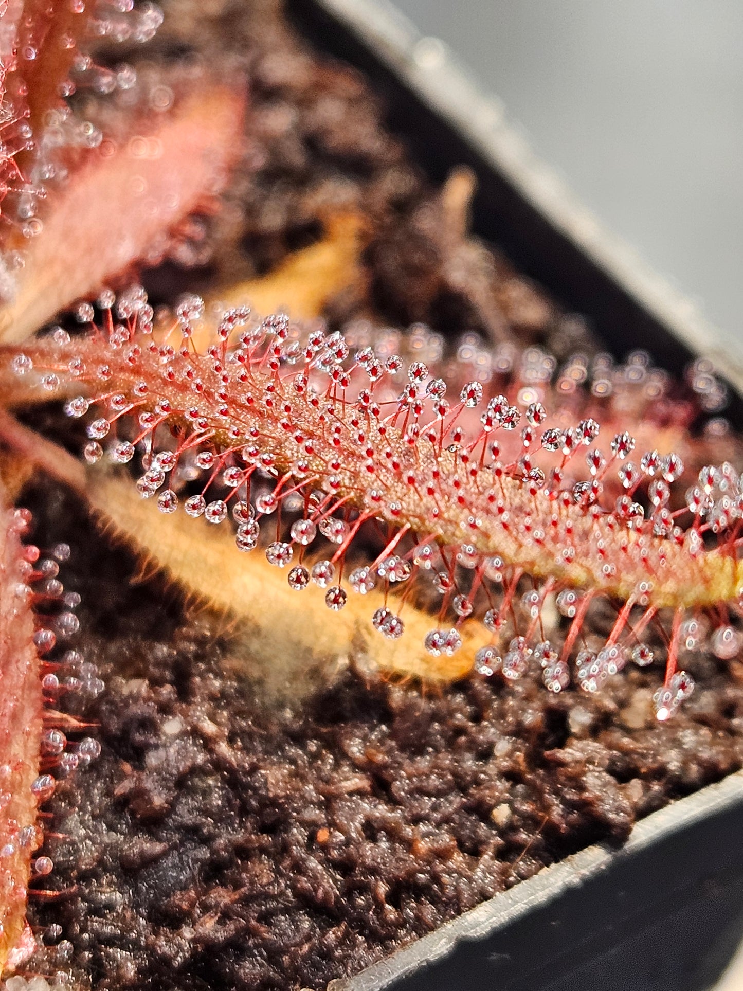 D. adelae