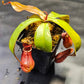 N. suratensis x northiana