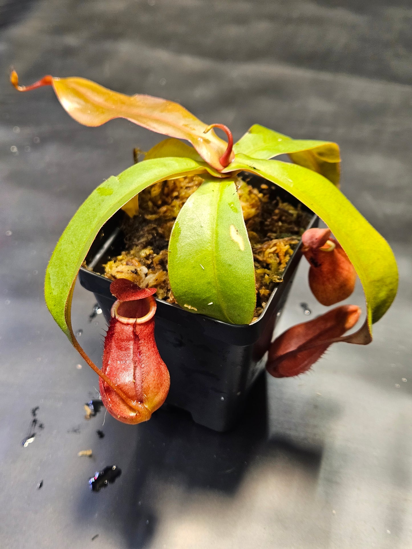N. suratensis x northiana