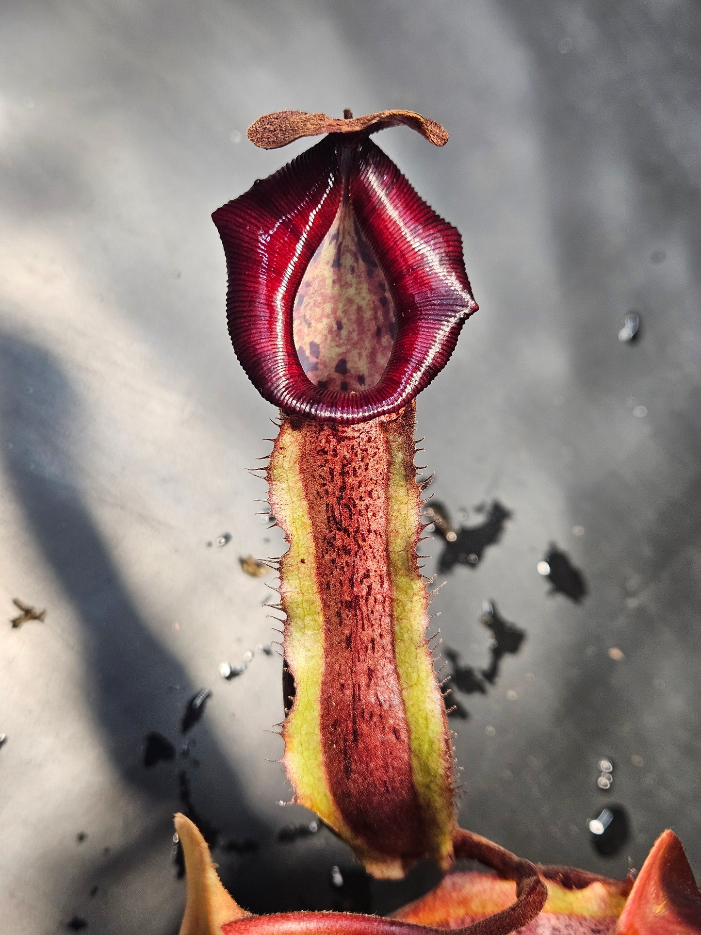 N. boschiana x 'Leviathan'
