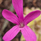 P. 'Estrellita'