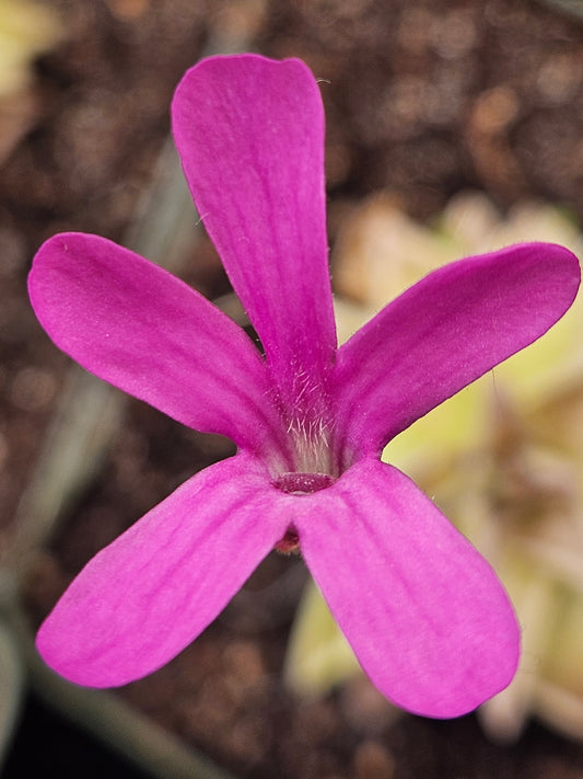 P. Estrellita