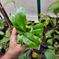 N. bicalcarata x (treubiana x bicalcarata)