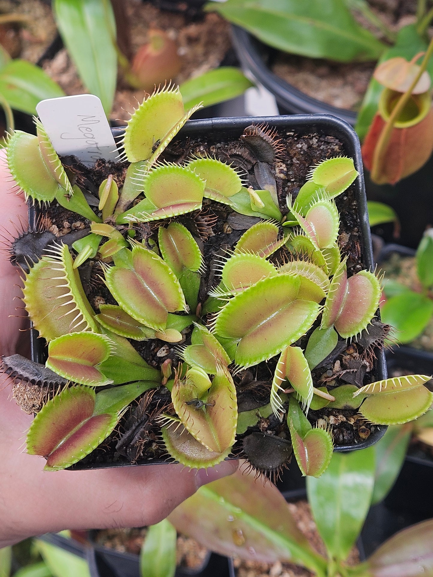 Dionaea m. 'Megatrap'