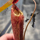 N. peltata x MSLRV #1 - Rooted Cutting