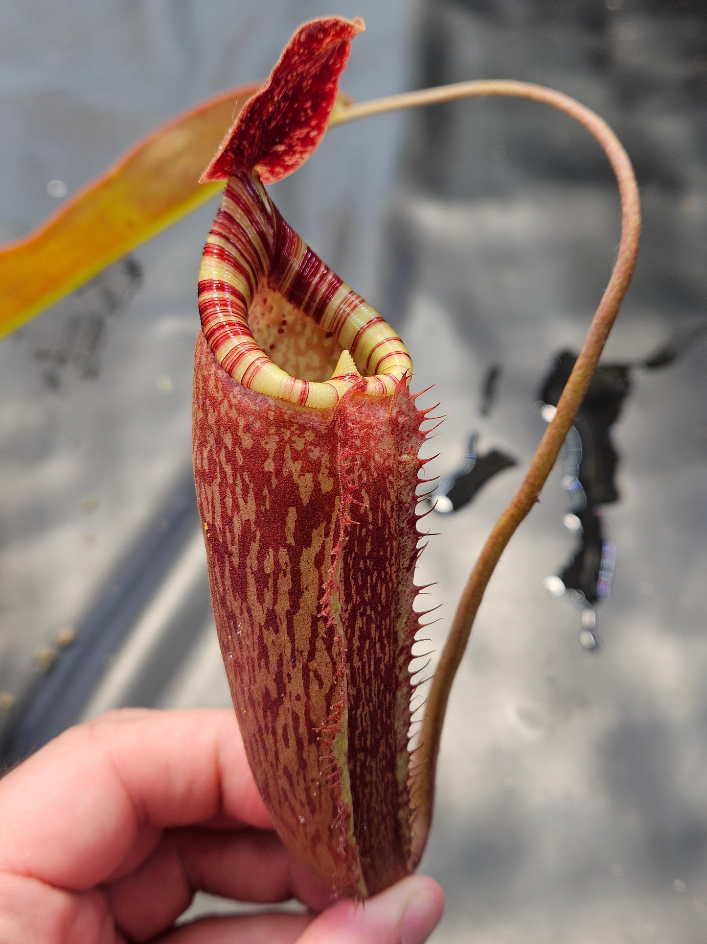 N. peltata x MSLRV #1 - Rooted Cutting