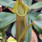 N. {[truncata x (northiana x veitchii)] x ephippiata} x truncata "C"