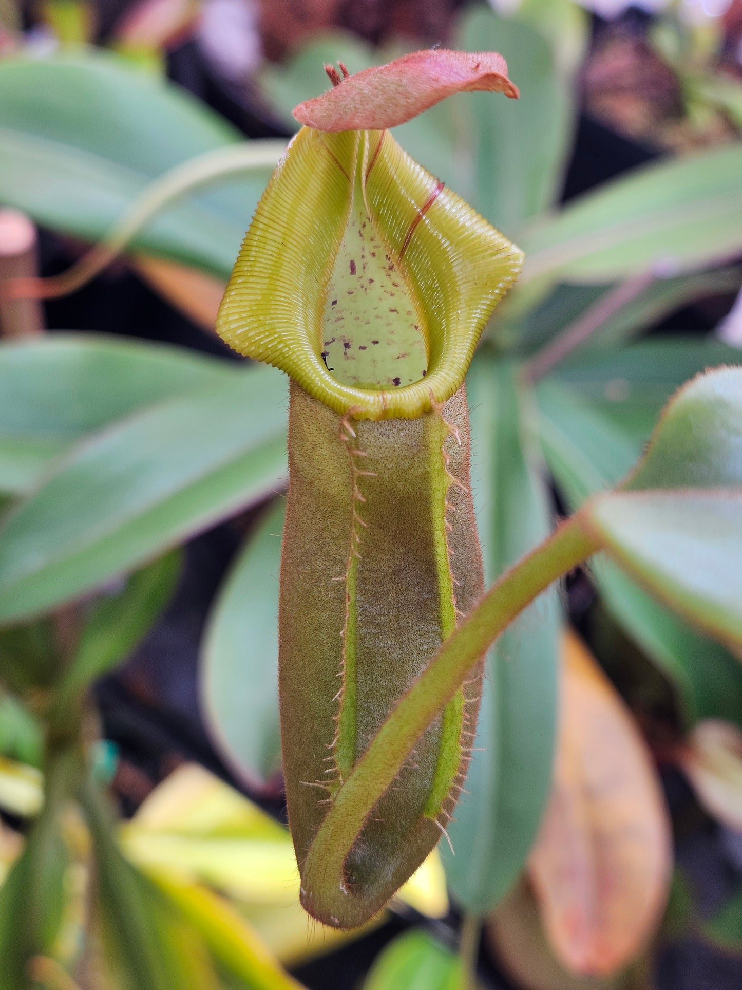 N. {[truncata x (northiana x veitchii)] x ephippiata} x truncata "C"