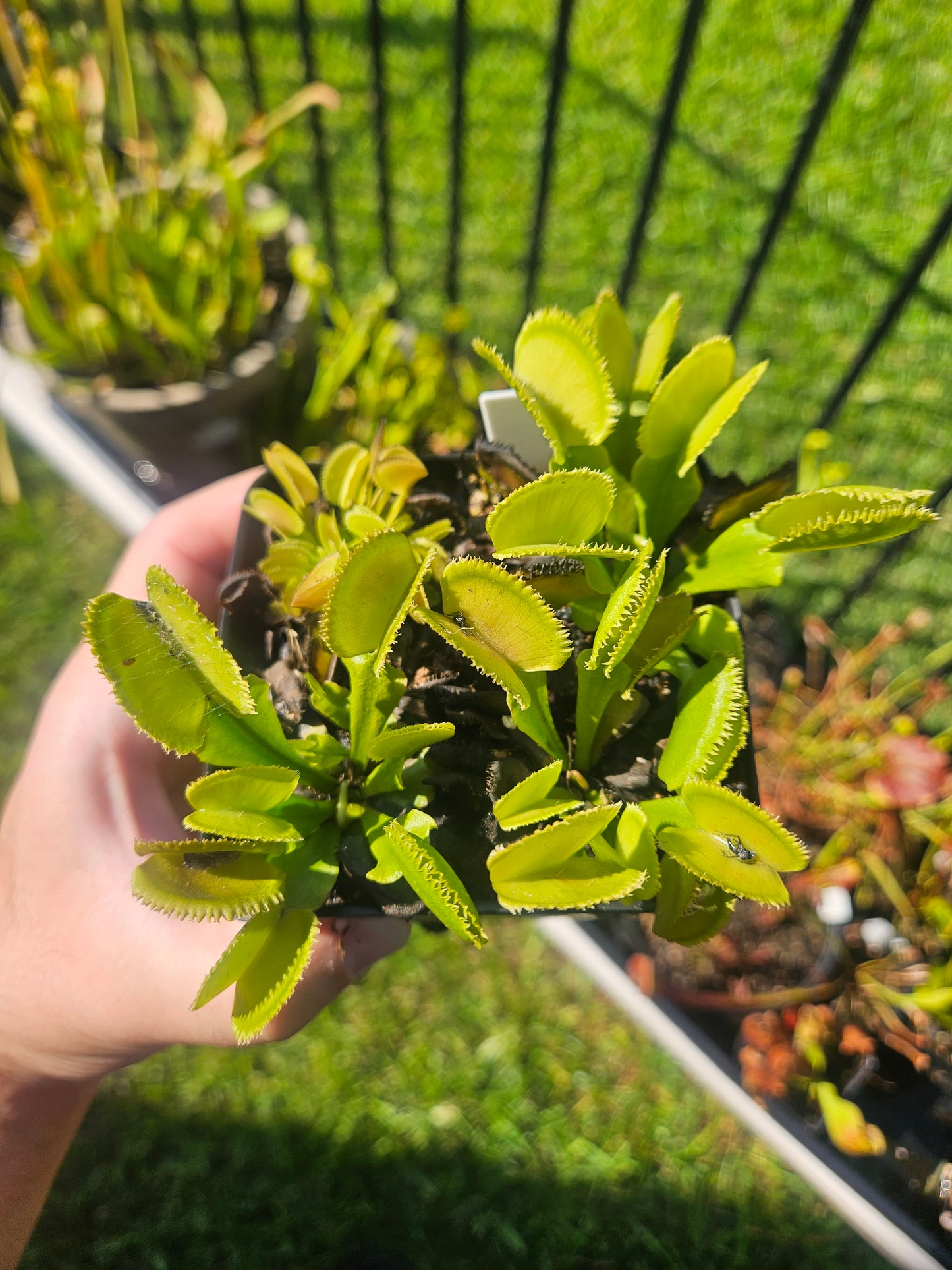 Dionaea m. 'Sawtooth'