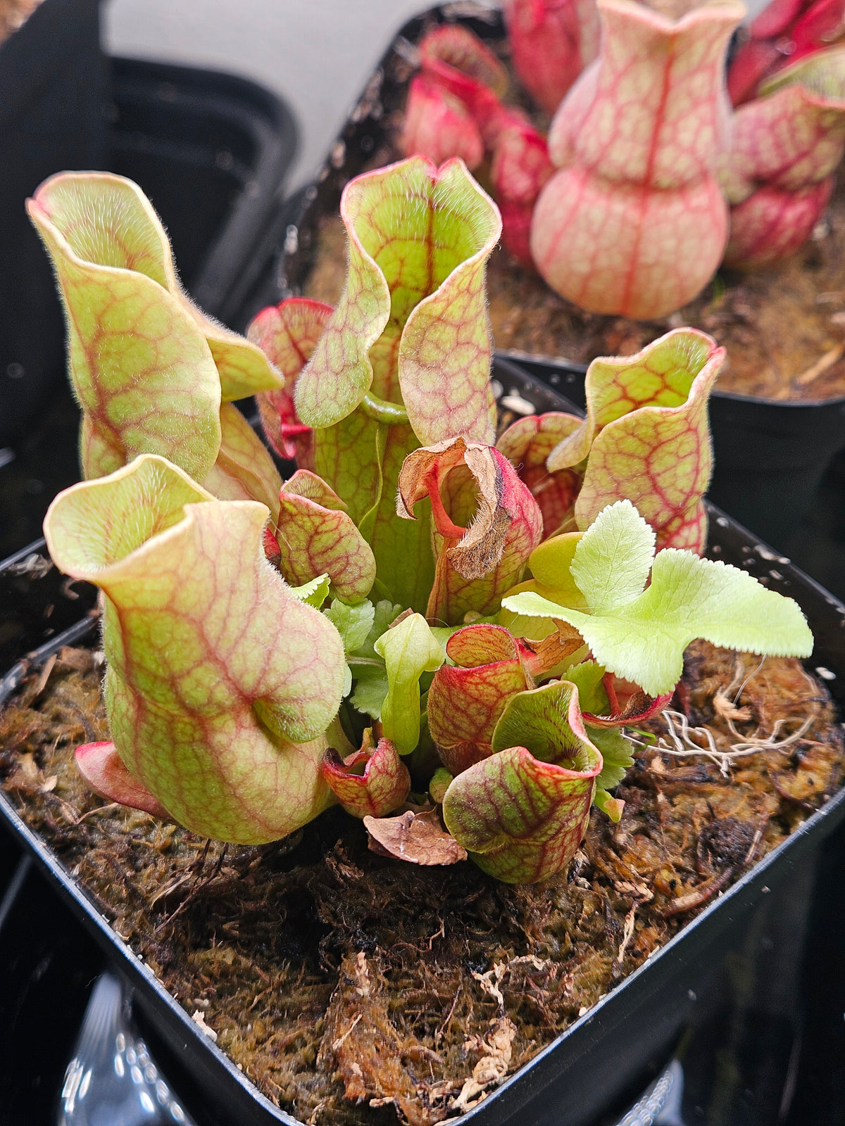 S. purpurea venosa