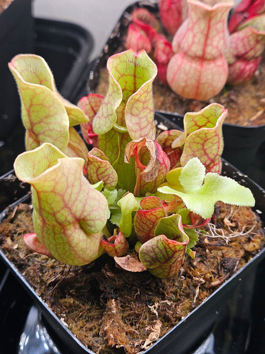 S. purpurea venosa *