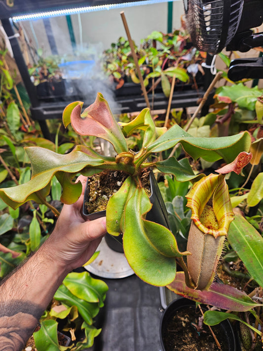 N. veitchii, Murud (Striped x Candy) clone 2