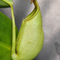 N. bicalcarata x [(ventricosa x sibuyanensis) x truncata]
