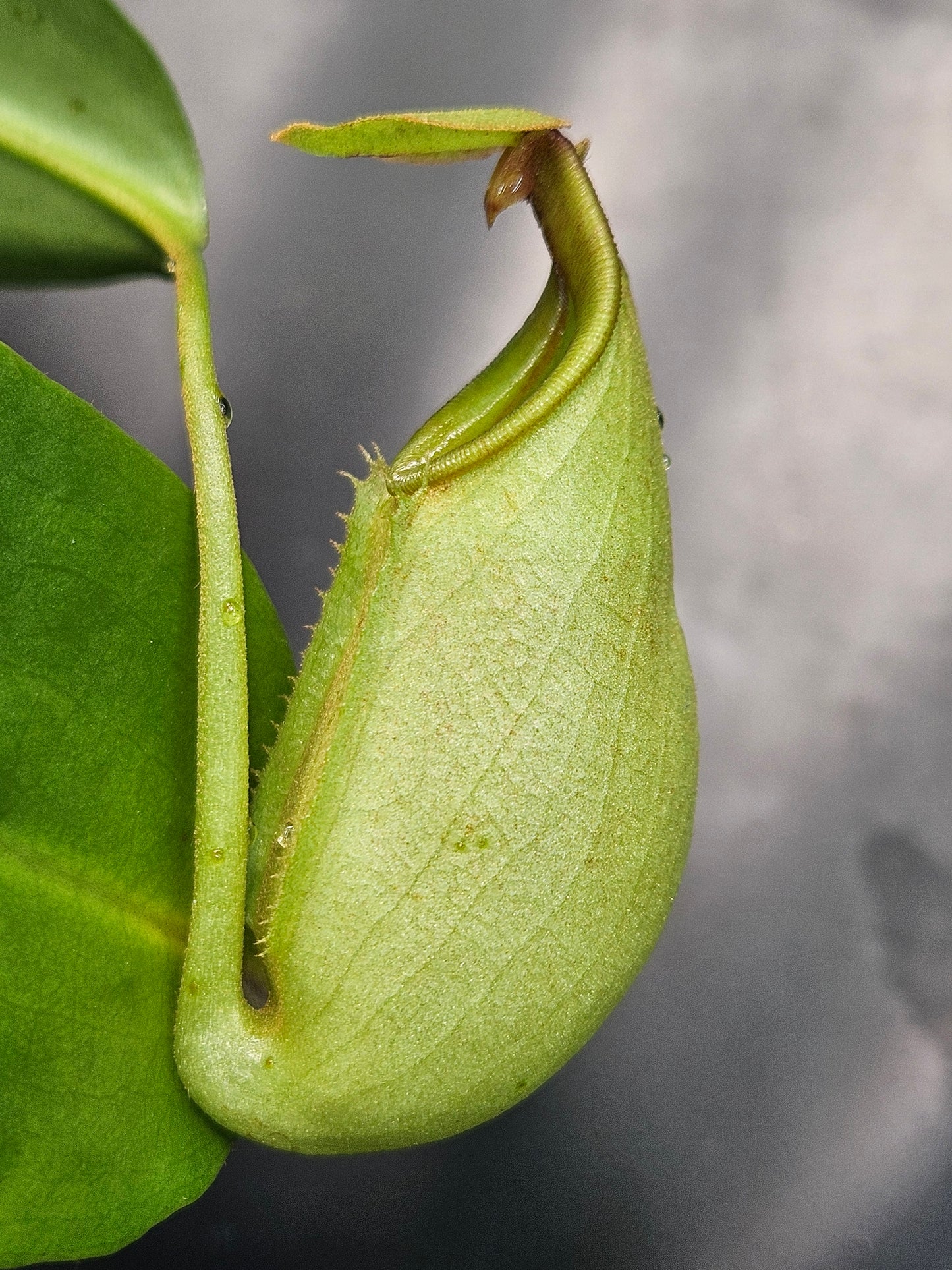 N. bicalcarata x [(ventricosa x sibuyanensis) x truncata]