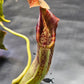 N. robcantleyi x fusca