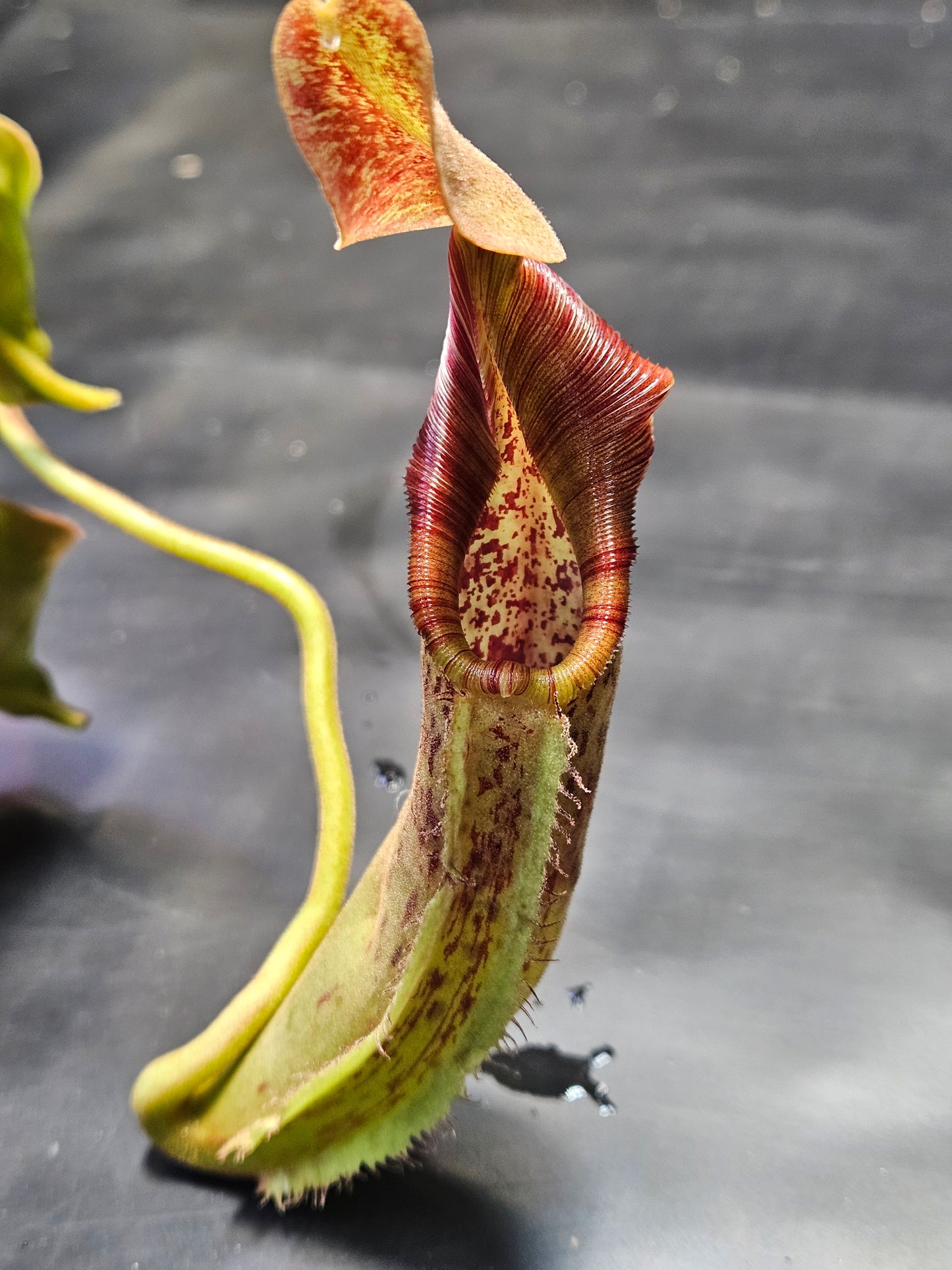 N. robcantleyi x fusca