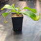 N. bicalcarata x [(ventricosa x sibuyanensis) x truncata]