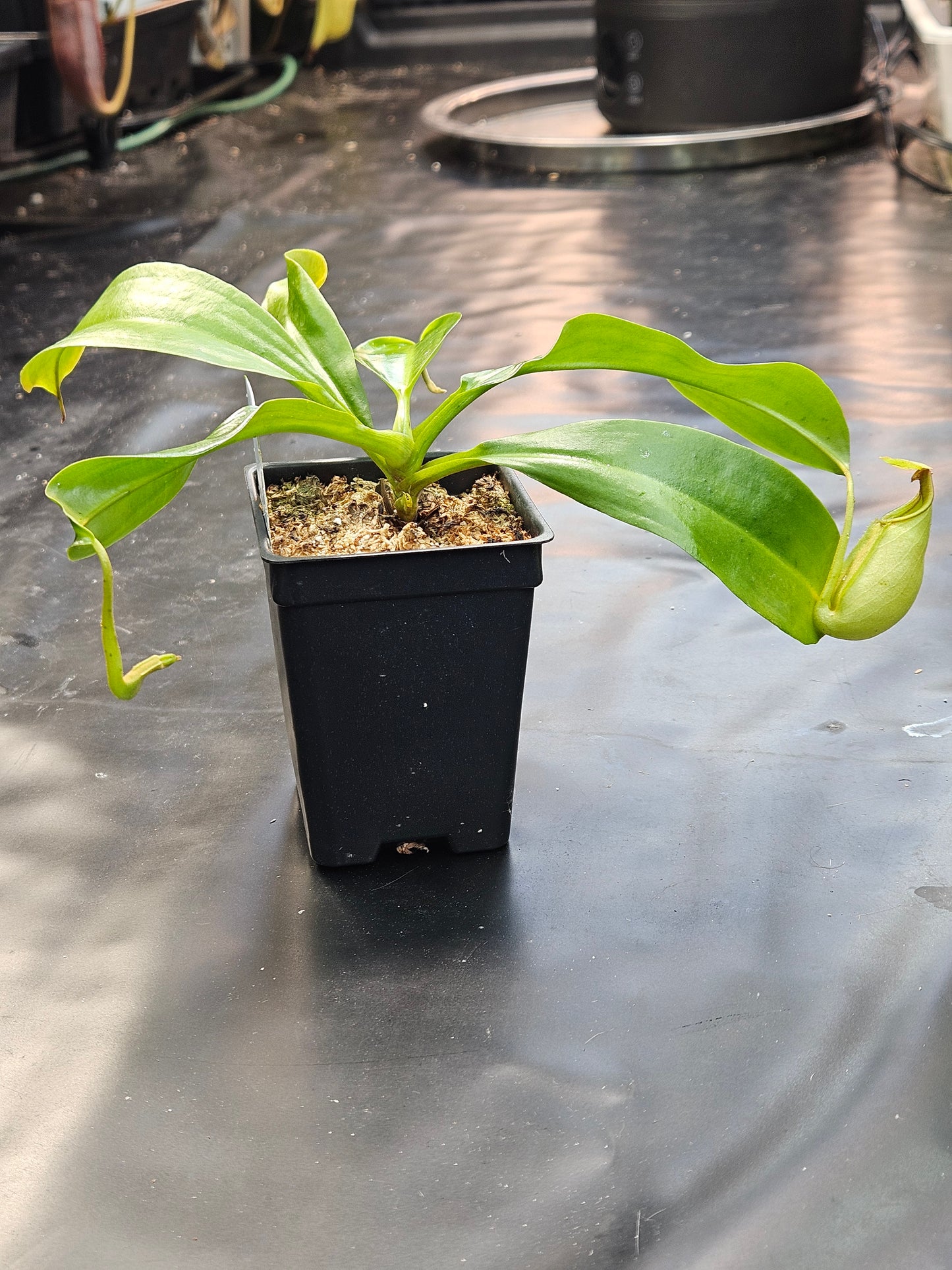 N. bicalcarata x [(ventricosa x sibuyanensis) x truncata]