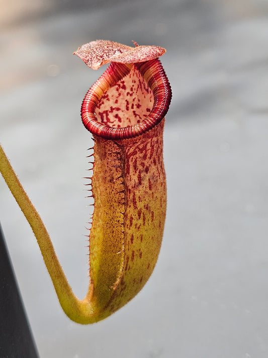 N. (LVB) x (singalana x hamata)