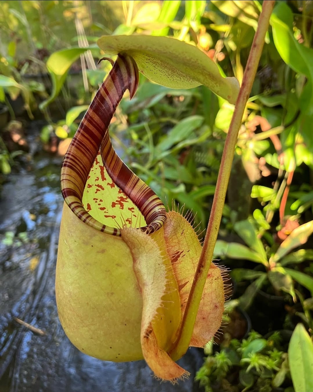 N. rafflesiana x bicalcarata