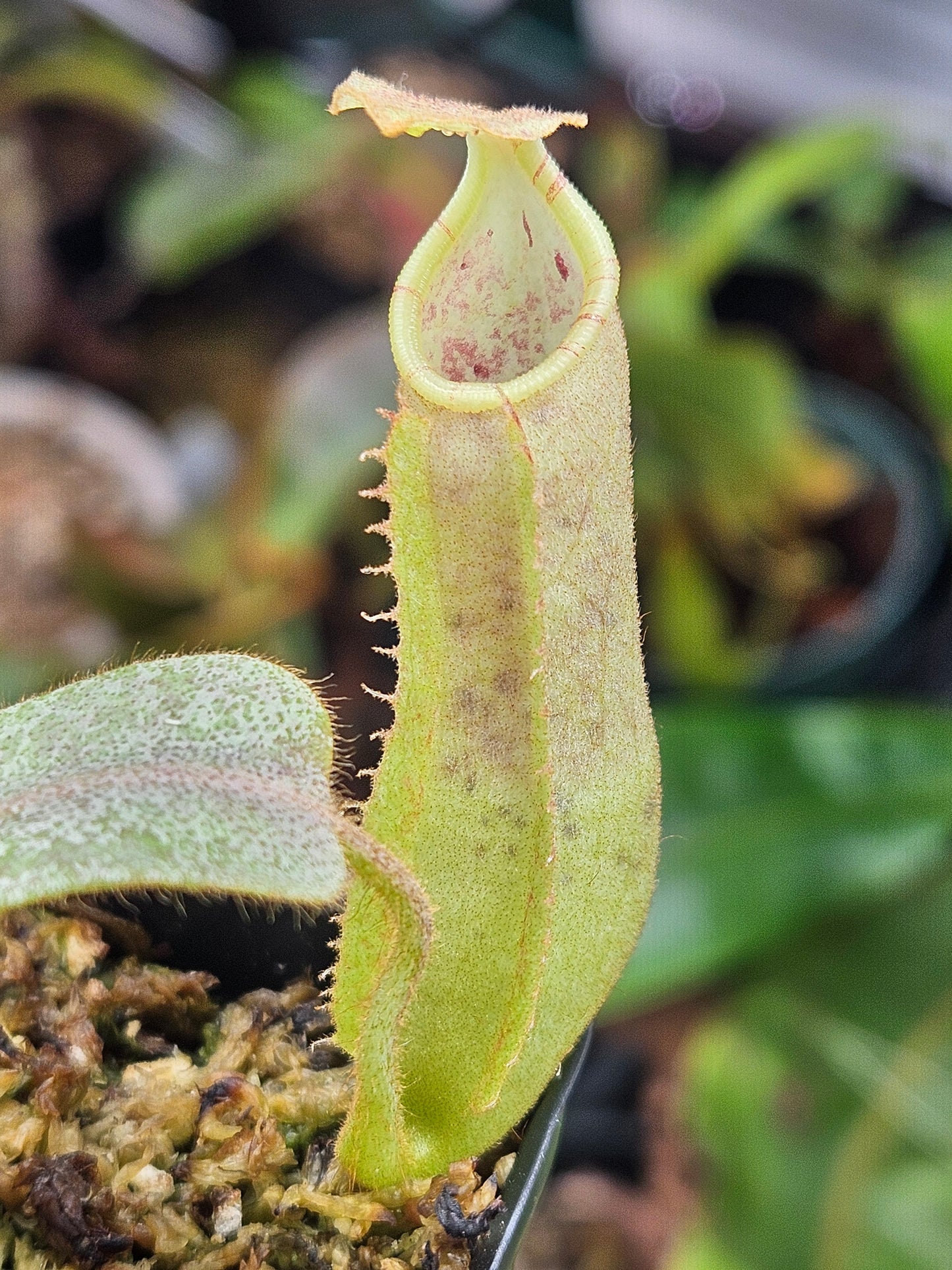 N. veitchii (BM x PCC) x (Akazukin x Bareo)