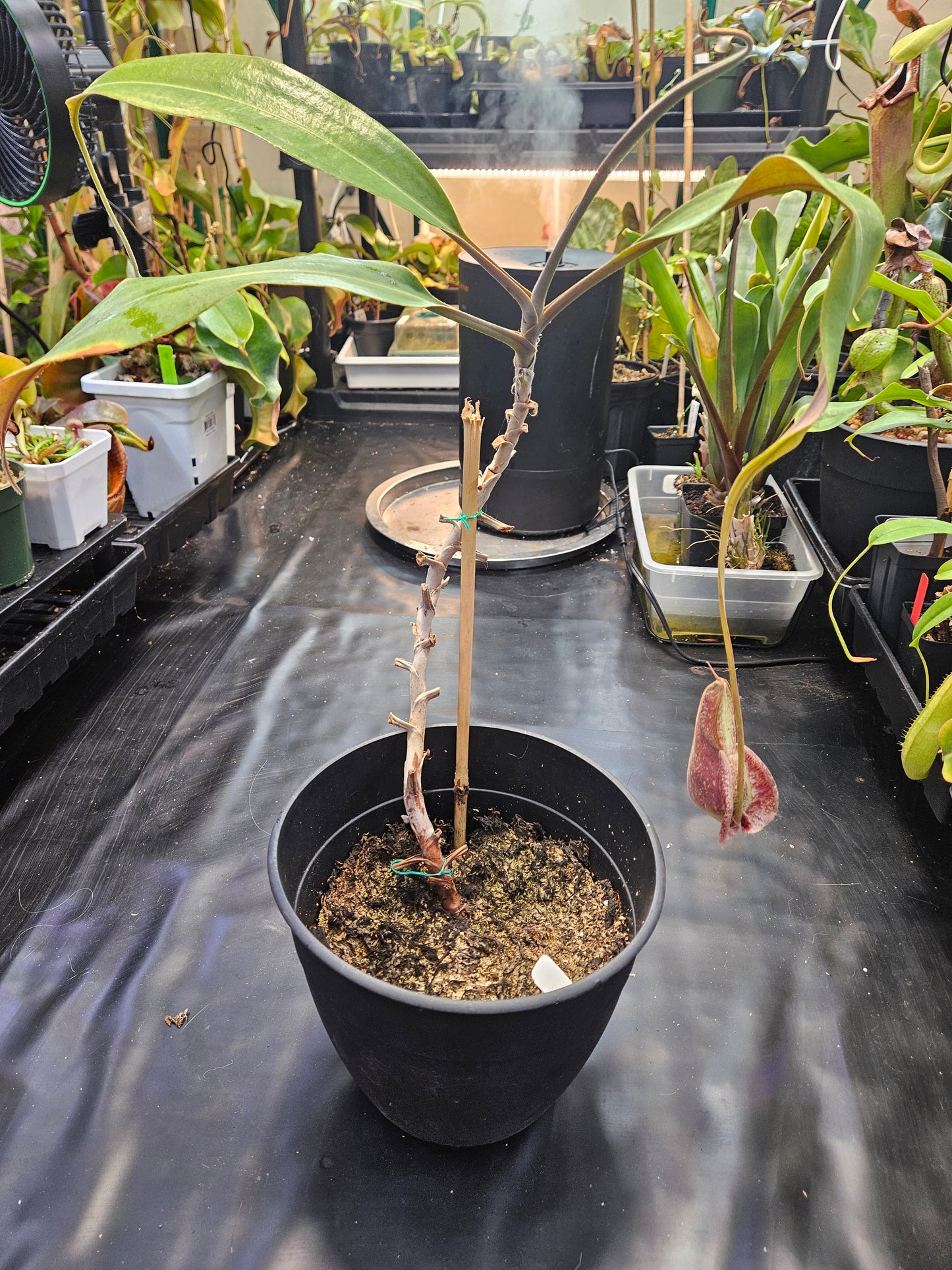 N. rafflesiana XXL