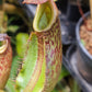 N. maxima (x) x veitchii (m)