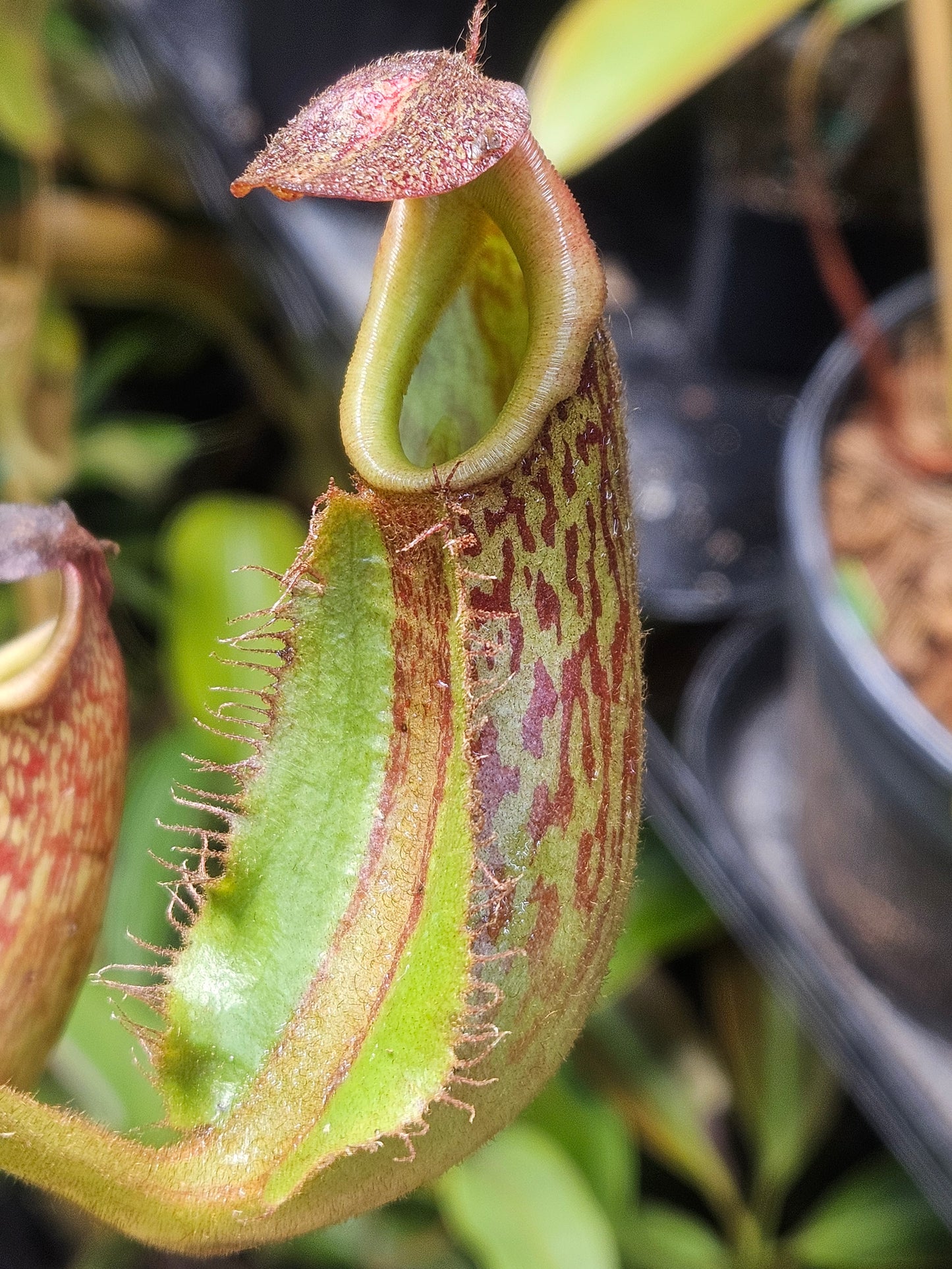 N. maxima (x) x veitchii (m)