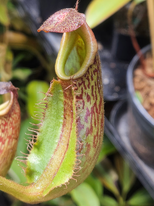 N. maxima (x) x veitchii (m)