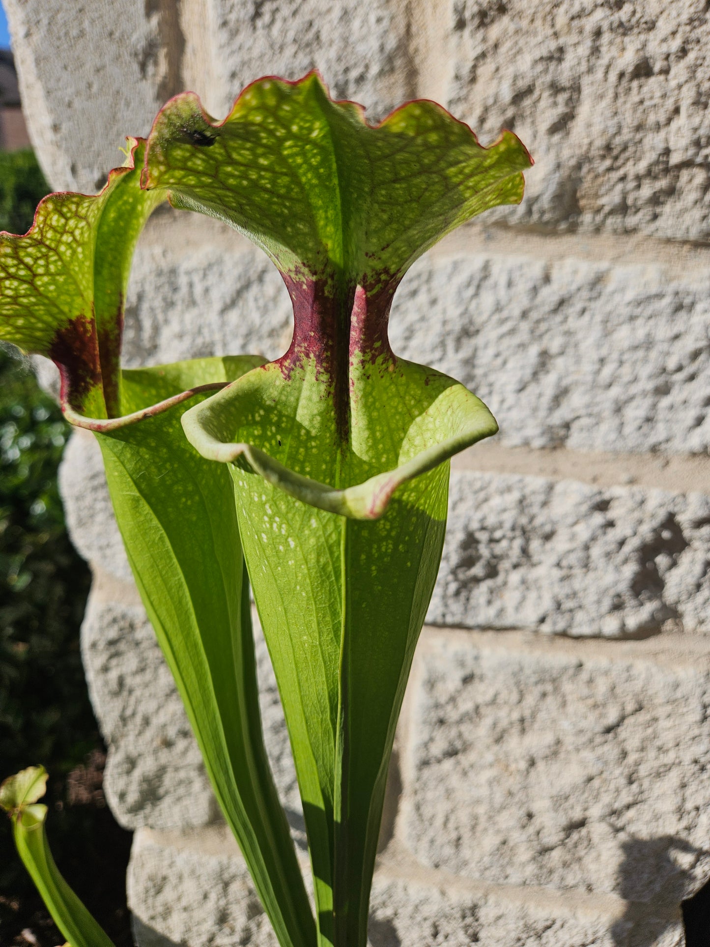 S. 'Leah Wilkerson'